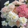 Букет из разноцветных гвоздик