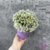 Гипсофила и ромашка в шляпной коробке